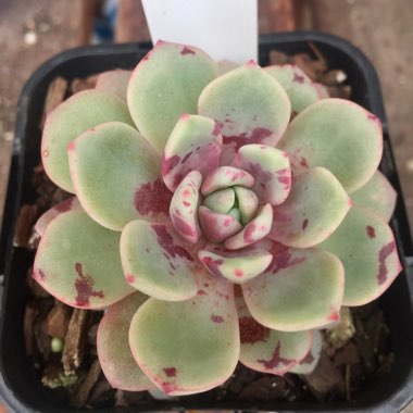 Echeveria Jelly Jam