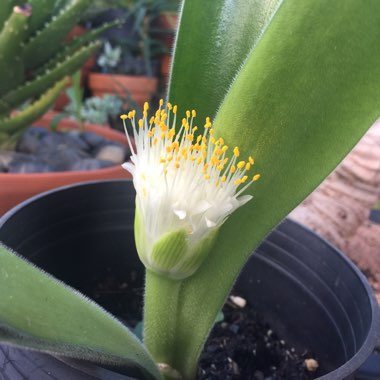 Haemanthus albiflos