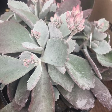 Kalanchoe Pumila