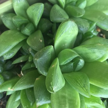 Haworthia Cymbiformis