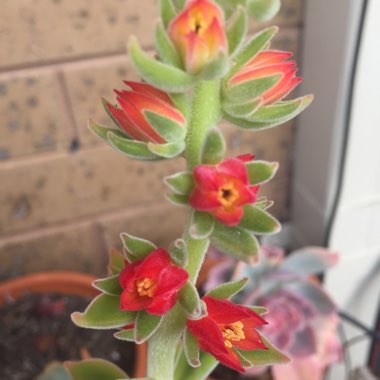 Echeveria Pulvicox