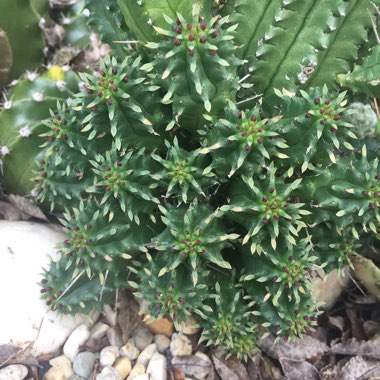 Euphorbia spiralis