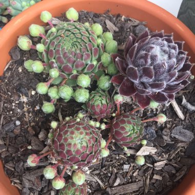 Sempervivum