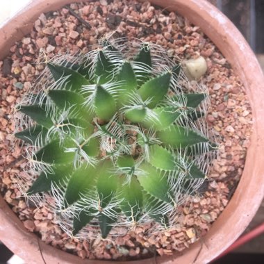 Haworthia arachnoidea