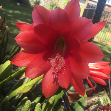 Epiphyllum ackermannii red