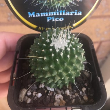 Mammillaria spinosissima 'Un Pico'