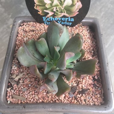 Echeveria Dark Hawk