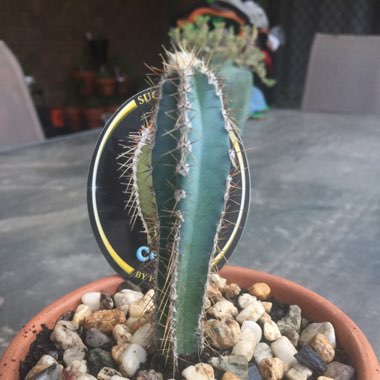 Cereus forbesii