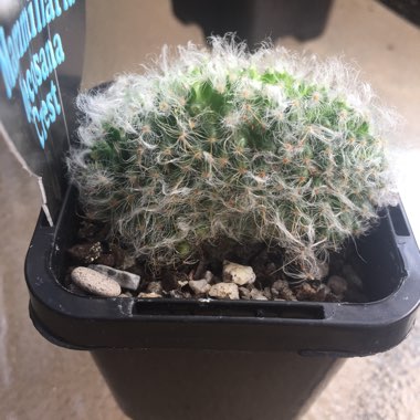 Mammillaria bocasana 'Crested'