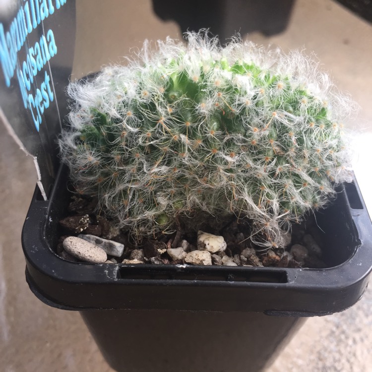 Plant image Mammillaria bocasana 'Crested'