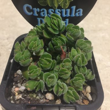 Crassula David