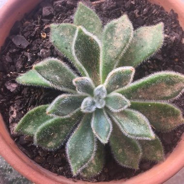 Echeveria Setosa var. Setosa