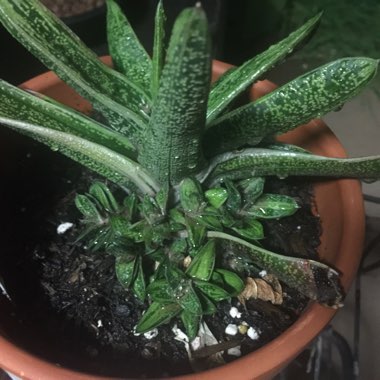 Gasteria carinata 'Verrucosa'