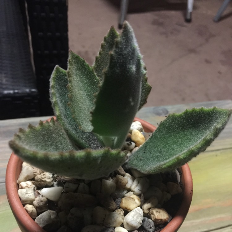 Plant image Kalanchoe Beharensis Fang