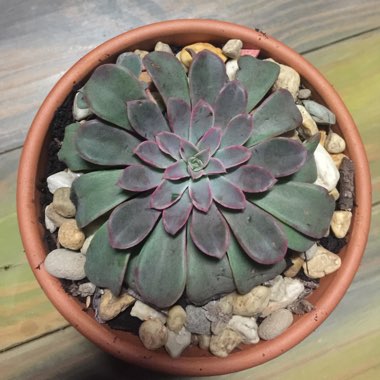 Echeveria Fantastic Fountain