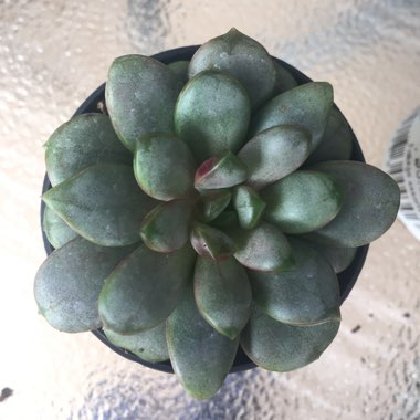 xGraptoveria Amethorum