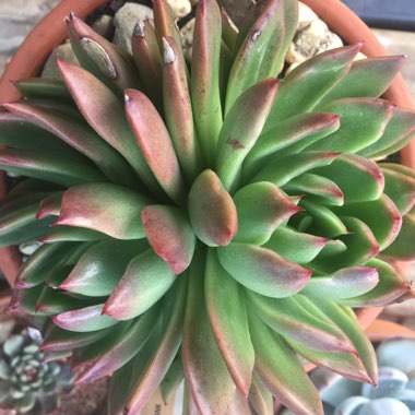 Echeveria Agavoides Frank Reinelt