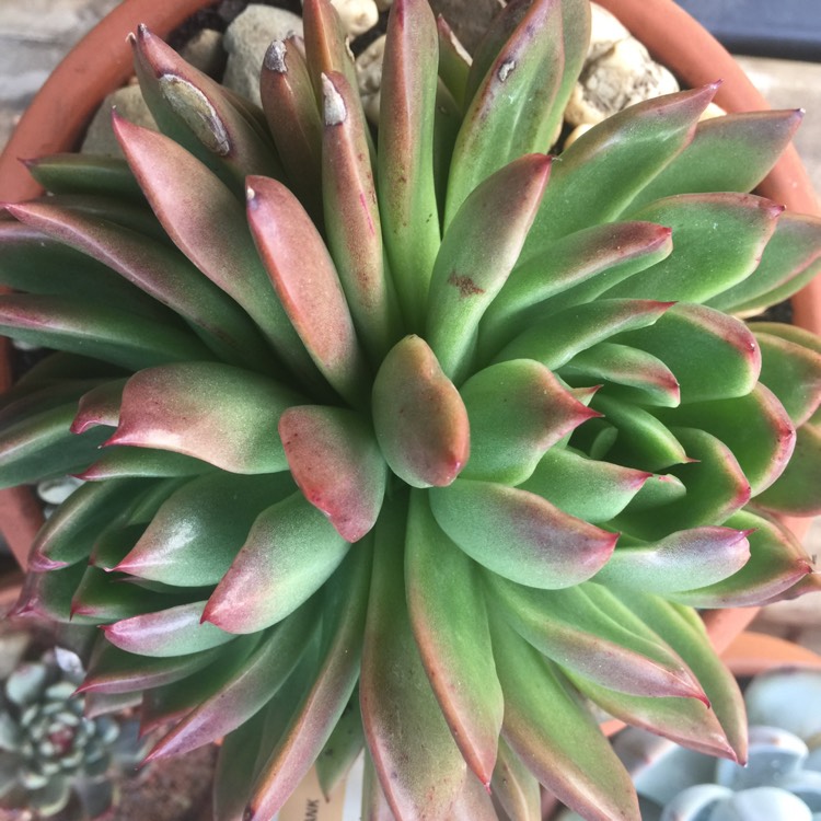 Plant image Echeveria Agavoides Frank Reinelt