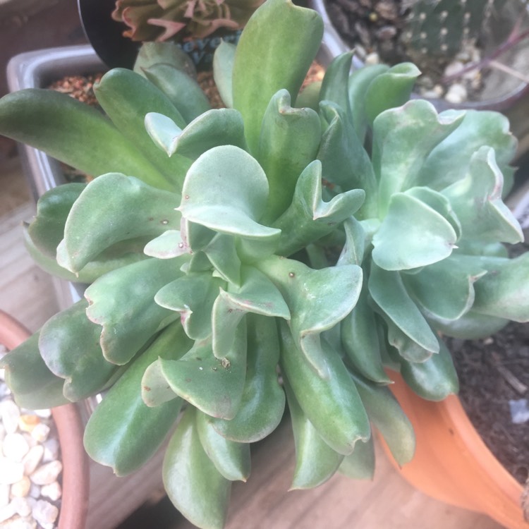 Plant image Echeveria Dark Hawk