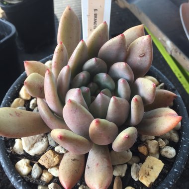 Echeveria Colorata fa. Brandtii