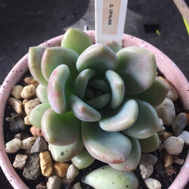 xGraptoveria Opalina