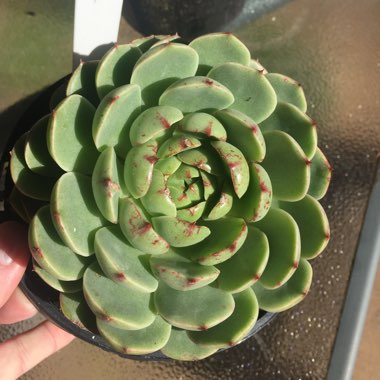 Echeveria Ben Badis