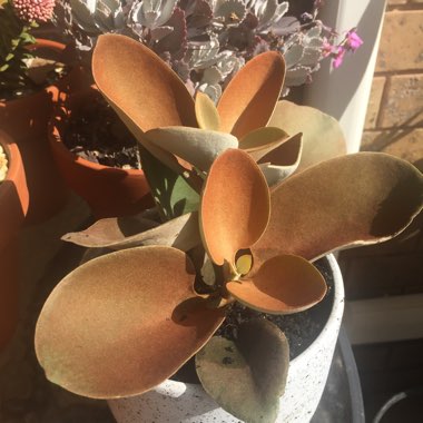 Kalanchoe orgyalis