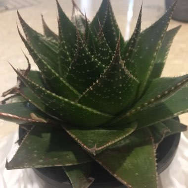 Aloe 'Cosmo' (Green Pearl)