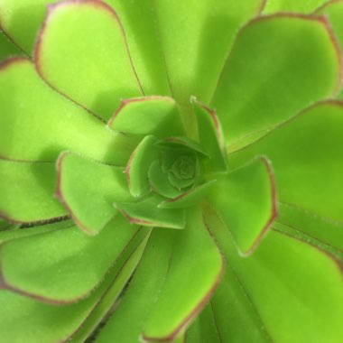 Aeonium Arboreum Chocolate Rose