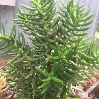 Crassula 'Tetragona'