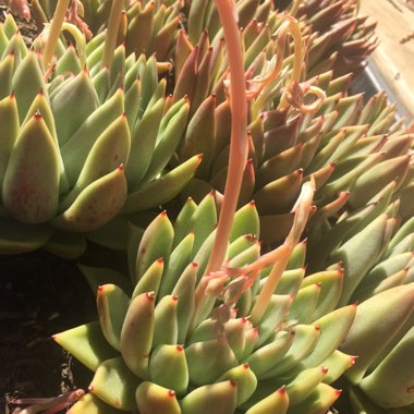 Echeveria Agavoides Lem