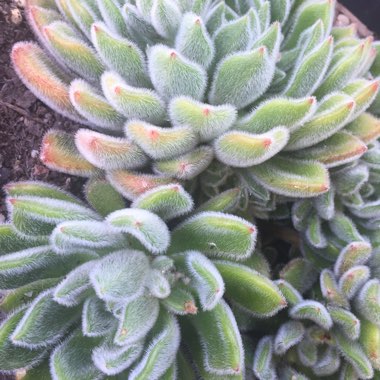 Echeveria Setosa var. Setosa