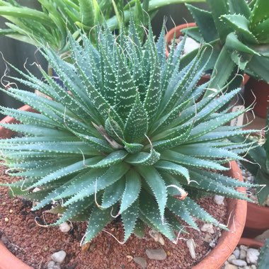 Lace Aloe