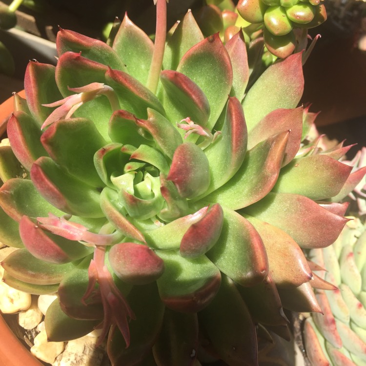 Plant image Echeveria Colorata fa. Brandtii