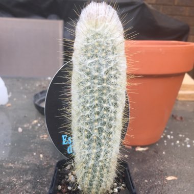 Espostoopsis dybowskii syn. Cephalocereus dybowskii