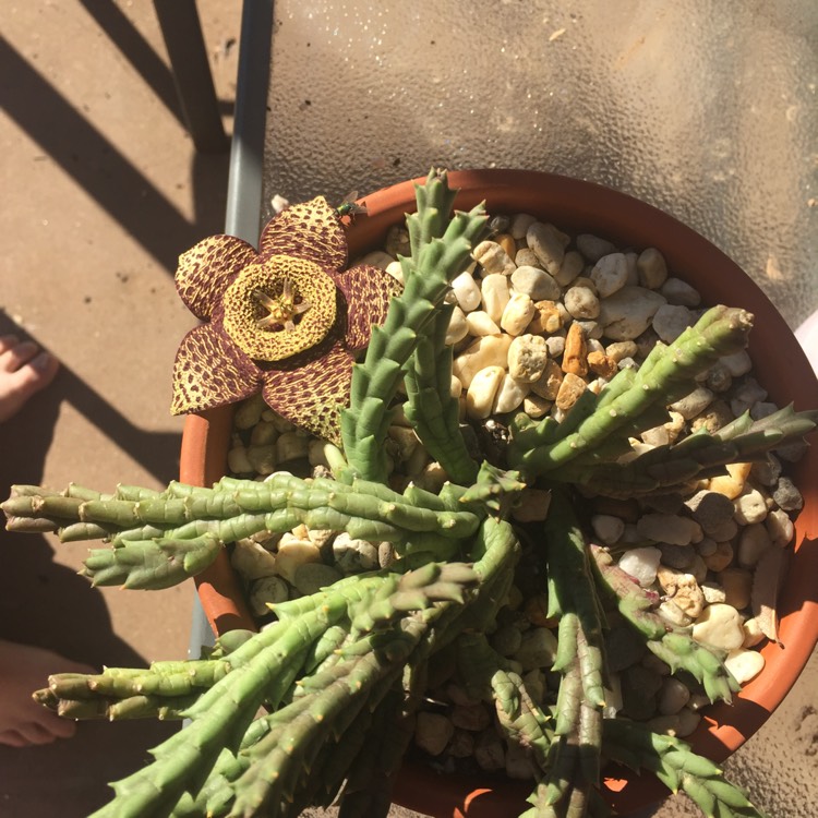 Plant image Stapelia paniculata var. scitula