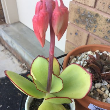 Cotyledon orbiculata var. oblonga 'Macrantha'