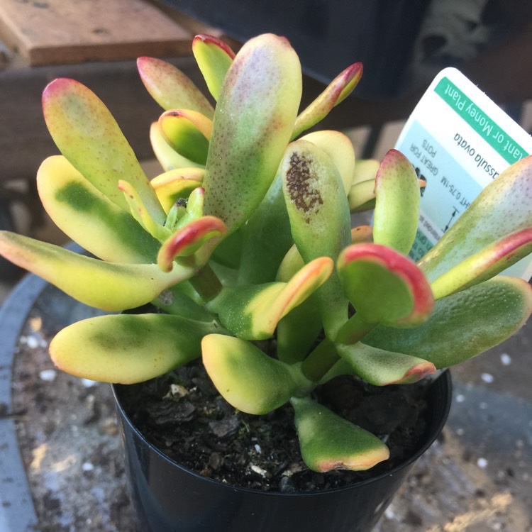 Plant image Crassula ovata 'Red Coral'