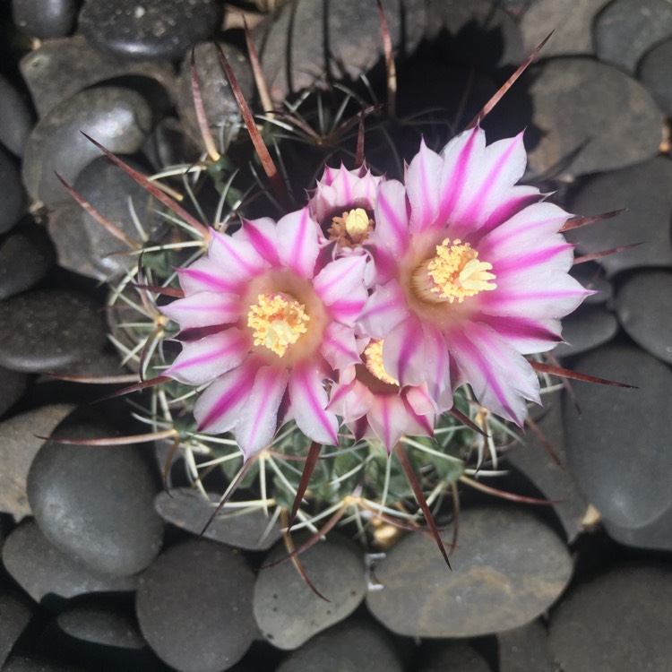 Plant image Stenocactus hastatus syn. Echinofossulocactus hastatus