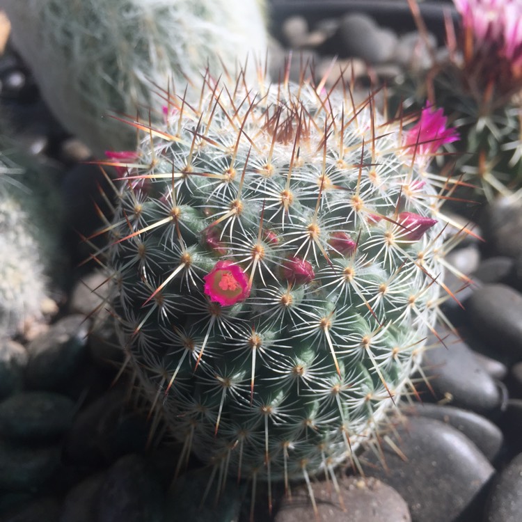 Plant image Mammillaria haageana 'Elegans'