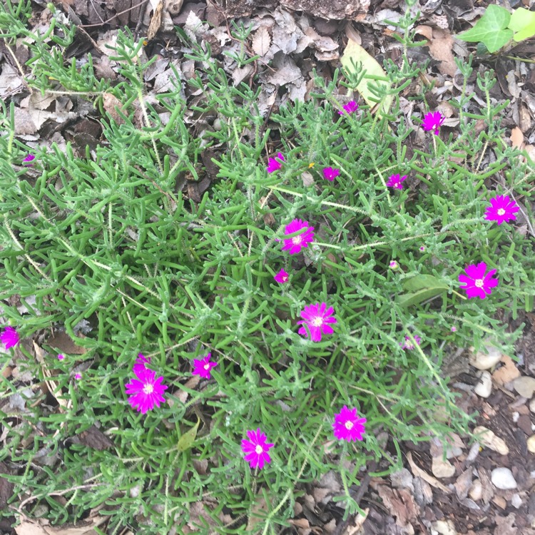 Plant image Drosanthemum Hispidum