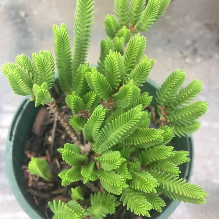 Plant image Crassula Ericoides