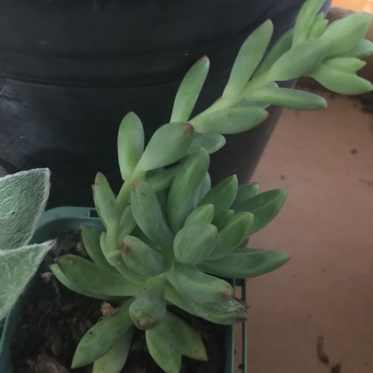 Plant image Pachyphytum