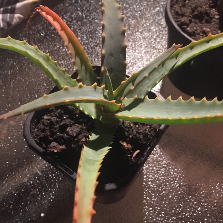 Plant image Aloe Rooikappie