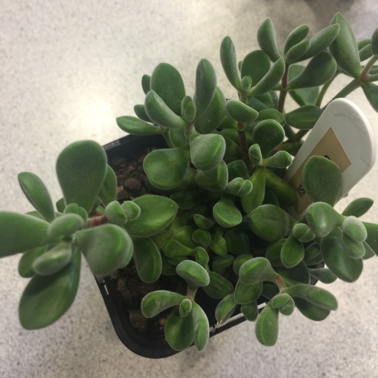 Plant image Crassula rogersii