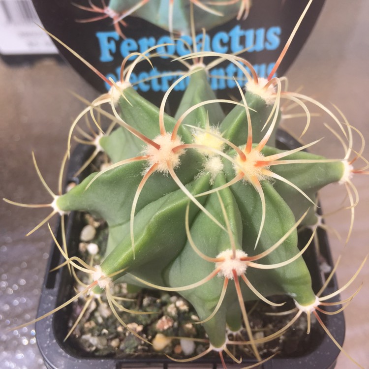 Plant image Ferocactus electracanthus syn. Ferocactus histrix