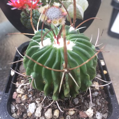 Stenocactus hastatus syn. Echinofossulocactus hastatus