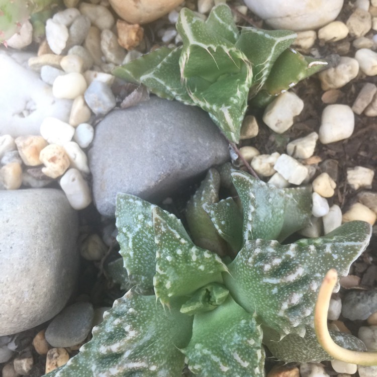 Plant image Faucaria Tigrina Haw. Schwantes