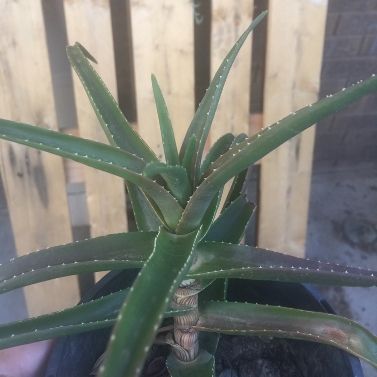 Plant image Aloe Rooikappie