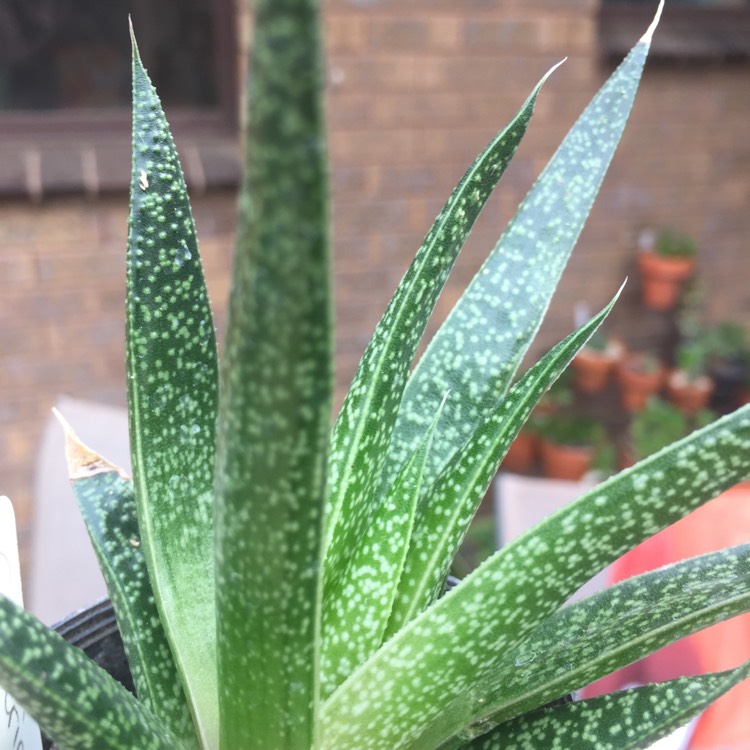 Plant image x Gasteraloe beguinii